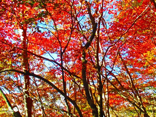 登山道
